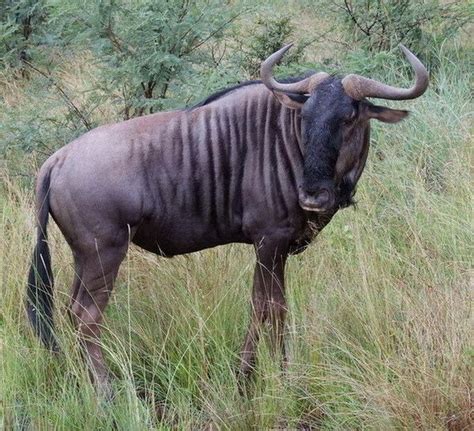 Blue wildebeest - Alchetron, The Free Social Encyclopedia