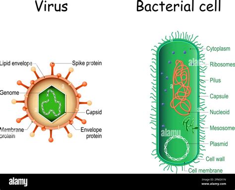 Prokaryotic cell hi-res stock photography and images - Alamy