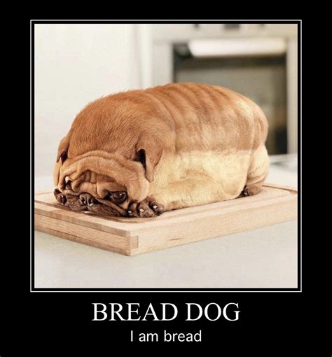 He is Bread Dog : r/memes