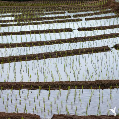 Filipino Rice Farmers: What We Can Learn from their Struggle - Producers Stories