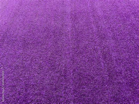 lawn purple grass texture background grass garden concept used for making purple background ...