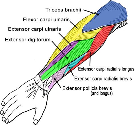 Arm Muscles Anatomy Labeled