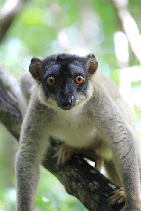 All Aye-ayes Archives - Lemur Conservation Network