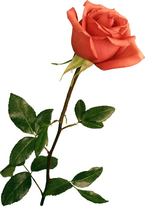 Rose PNG