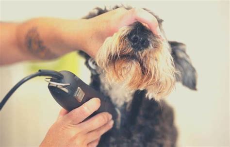 Best 7 dog clippers for thick coats and matted hair - 2020 - Petworshiper