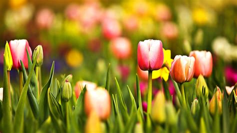 Free download Spring Tulips Screensavers wallpaper 1920x1080 23556 ...