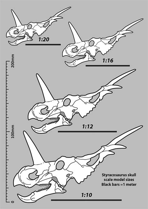 Styracosaurus skull - scale model size guide by Strick67 on DeviantArt