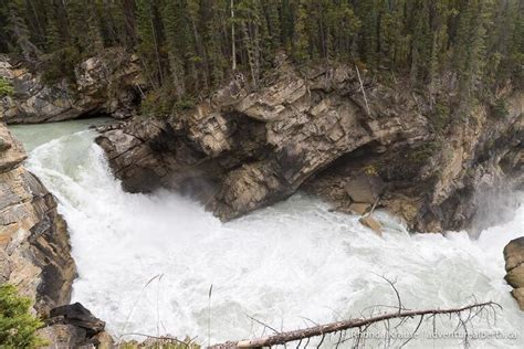 Sunwapta Falls Hike- Guide to Hiking Sunwapta Falls Trail