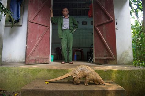 Happy Ending for Smuggled Pangolins