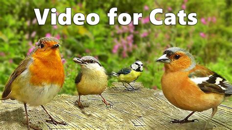 Relaxing Videos for Cats to Watch : Bird Song in Springtime ...