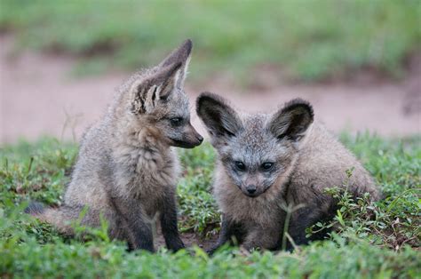 Bat-Eared Fox Pups | Sean Crane Photography