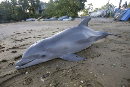 Stranded dolphin dies on New Jersey beach - nj.com