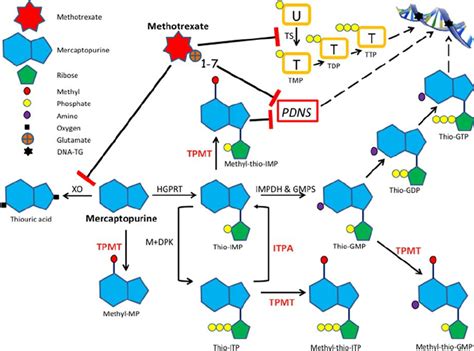 Simplified draft of 6-mercaptopurine (6MP) metabolism and methotrexate...