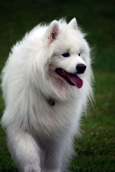 Samoyed Dogs As Pets: A Complete Guide - Amado Pets