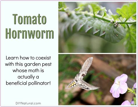 Tomato Hornworm: Learn How to Coexist With This Beneficial Pollinator!