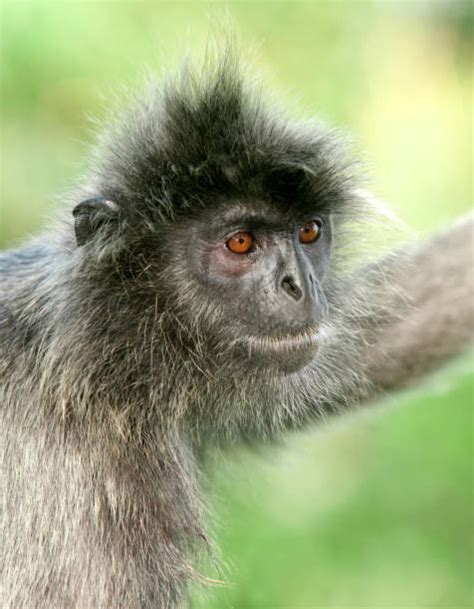 Golden Langur Stock Photos, Pictures & Royalty-Free Images - iStock