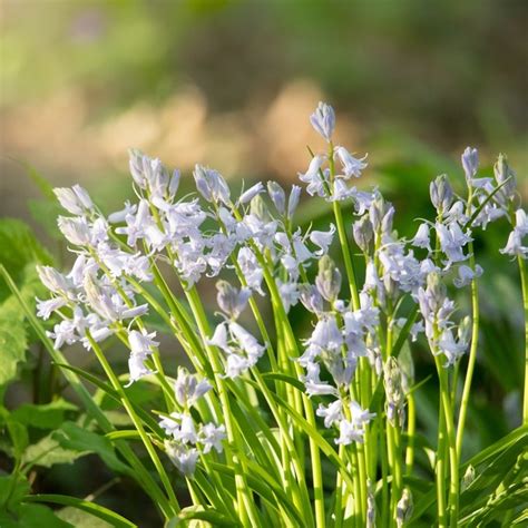 Spanish Bluebells - Dot Press