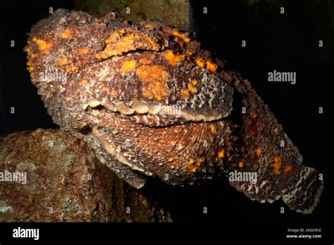 Stonefish (Synanceia verrucosa) camouflaged against a rock. This ...