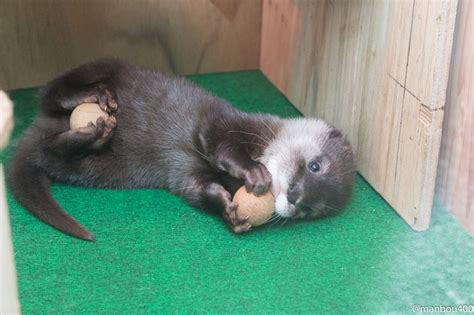 Otter Pup Has One Ball for Each Pair of Paws — The Daily Otter