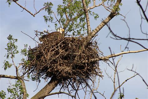 Bald Eagle Nesting | Photo by Courtney Celley/USFWS. | USFWS Midwest Region | Flickr