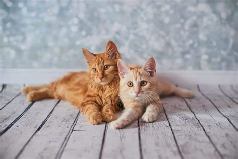 Cat Tails: Fun Facts And Photos Of Kitty Tails From Around The World - Cole & Marmalade