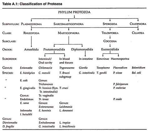 Protozoa Classification | Thing 1