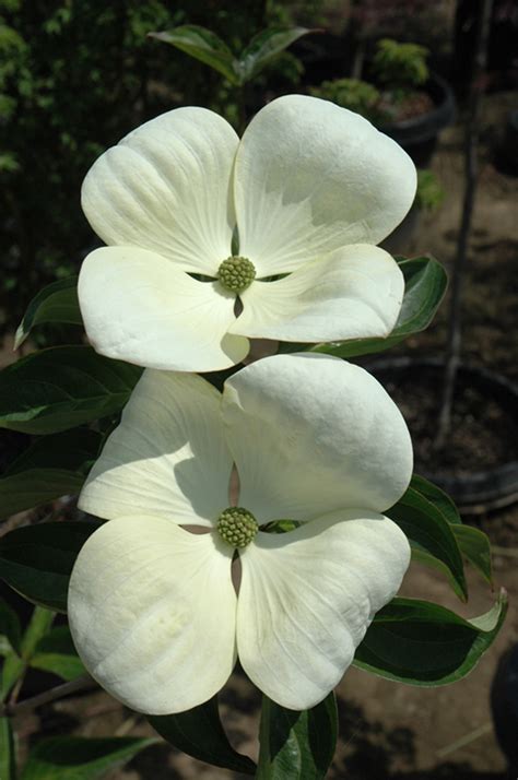 Venus Flowering Dogwood (Cornus 'Venus') in Issaquah Seattle Bellevue Redmond Renton Sammamish ...