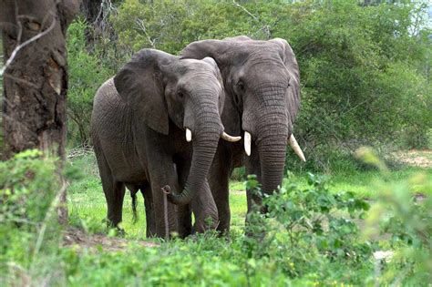 African Forest Elephant Facts, Habitat, Diet, Pictures