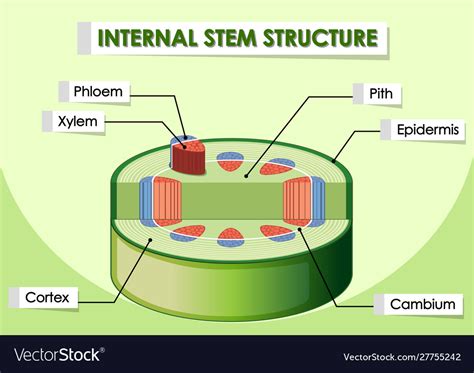 Diagram showing internal stem structure Royalty Free Vector