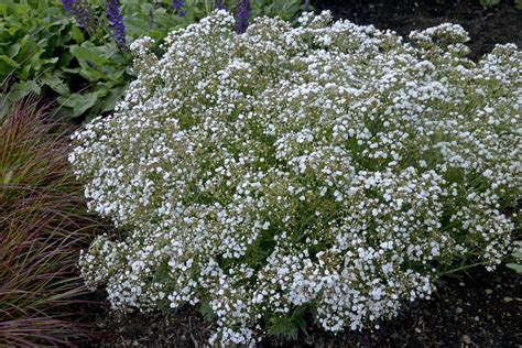 Festival Star® - Hardy Baby's Breath - Gypsophila paniculata | Proven ...