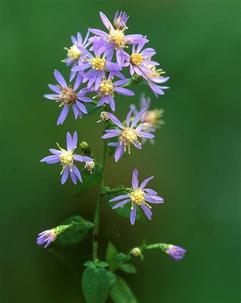 Kentucky Native Plant and Wildlife: Plant of the Week: Blue Wood Aster ...