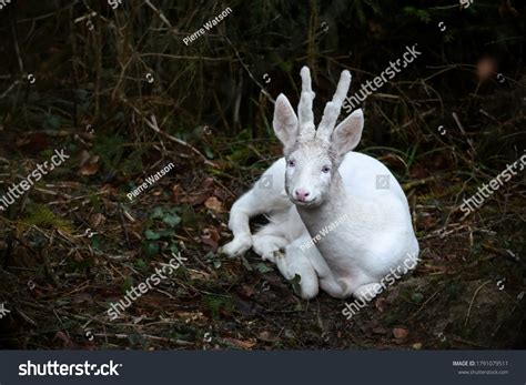 1,108 Albino deer Images, Stock Photos & Vectors | Shutterstock