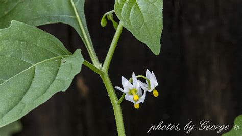 "What's Blooming Now" : Black Nightshade (Solanum ptycanthum)