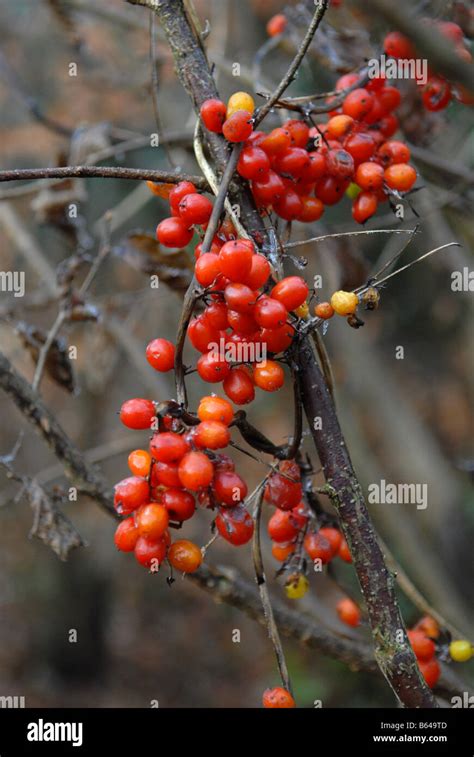 Deadly Nightshade berries in winter Stock Photo - Alamy