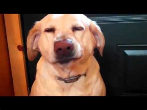 ADORABLE dog making a HILARIOUS guilty face - YouTube