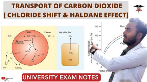 Transport of Carbon Dioxide||Hamburger phenomenon | Haldane Effect | Respiratory system ...