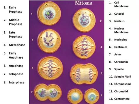 PPT - Early Prophase Middle Prophase Late Prophase Metaphase Early ...