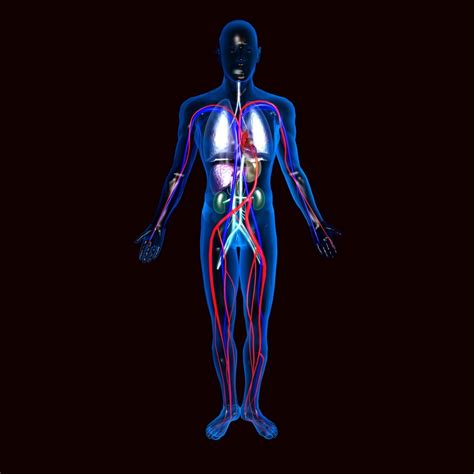 Human Circulatory System 3D Model in Anatomy 3DExport