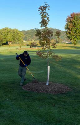 Proper Tree Installation | Johnson Ops Tree Care