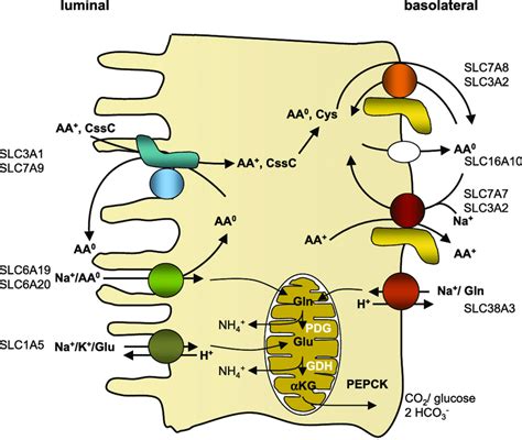 Proximal Convoluted Tubule Transport