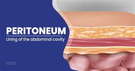 What Is Peritoneum? - Function, Structure, Anatomy, Condition and Disorder