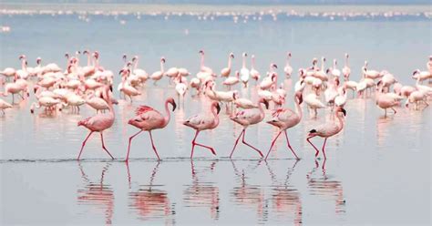 Flamingo Behavior - AnimalBehaviorCorner