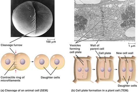 How does plants' mitosis differ from animals' ? - Cell Division