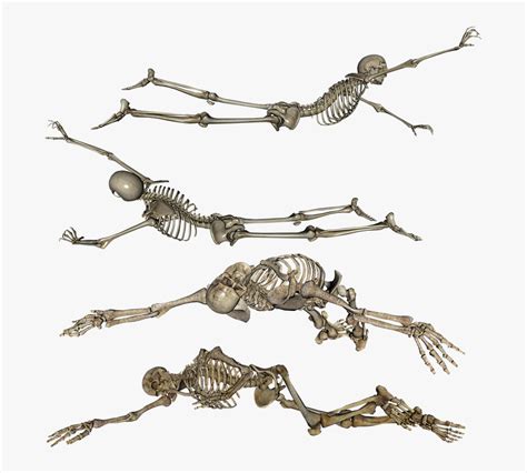 Skeleton, Laying, Crawling, Dead, Skull, Bones - Skeleton Lying Down ...