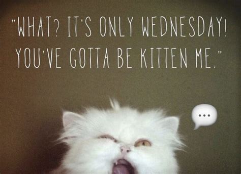 15 Funny Wednesday Memes to Make Your Hump Day a Little Better