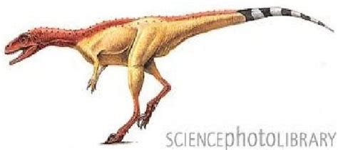 Noasaurus - Alchetron, The Free Social Encyclopedia