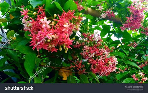 12 Niyog Tree Images, Stock Photos & Vectors | Shutterstock