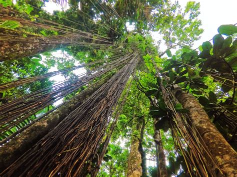 Tropical vines in Rainforest El Yunque National Forest Puerto Rico 1 - 2 Travel Dads