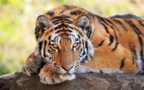 young tiger 4k ultra hd wallpaper | Pet tiger, Tiger pictures, Tiger images