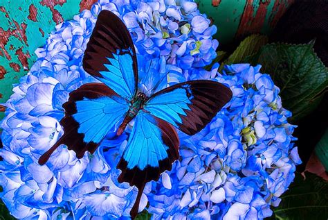 Flores hermosas y mariposas - Imagui